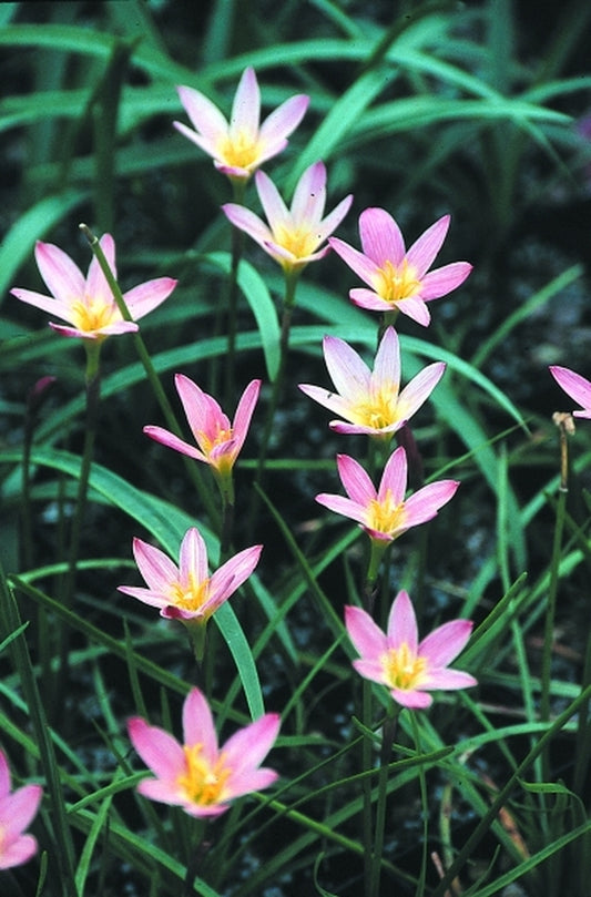 Image of Zephyranthes 'Sunset'|Juniper Level Botanic Gdn, NC|JLBG