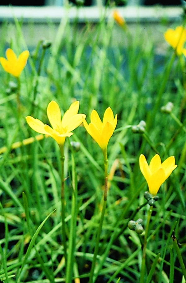 yellow rain lily flower Zephyranthes citrina