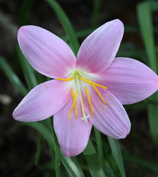 Image of Zephyranthes grandiflora||
