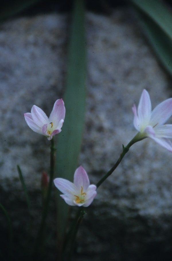 Image of Zephyranthes moctezumae|Juniper Level Botanic Gdn, NC|JLBG