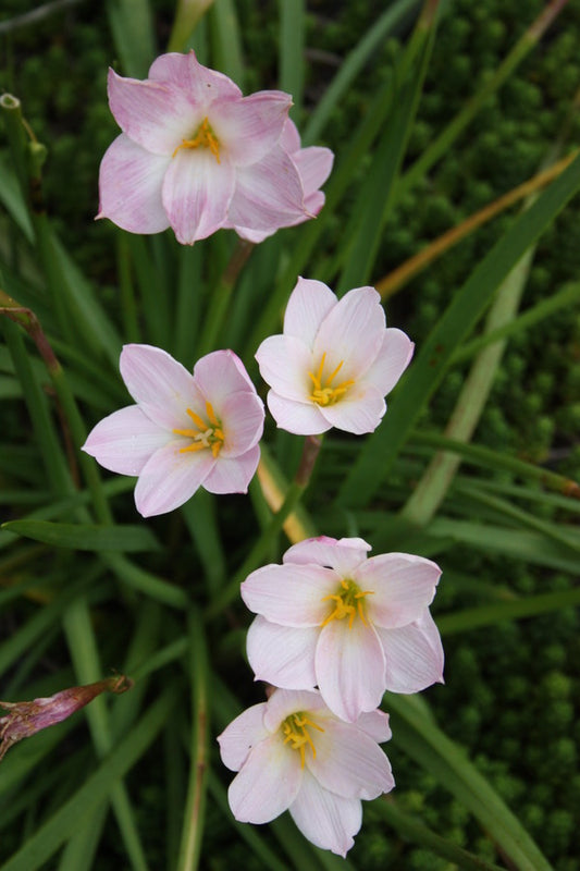 Image of Zephyranthes morrisclintii 'Redneck Romance'|Juniper Level Botanic Gdn, NC|JLBG