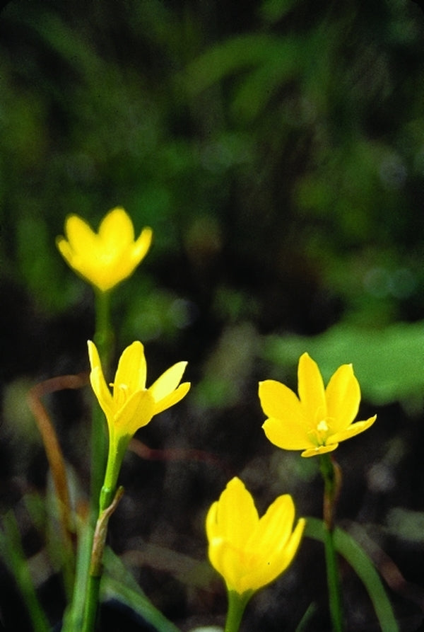 yellow rain lily flower Zephyranthes refugiensis