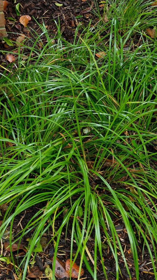 The Best Perennial Ornamental Grasses