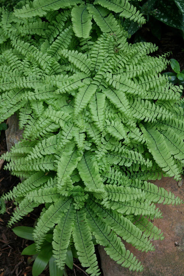 Ferns Ferns Ferns