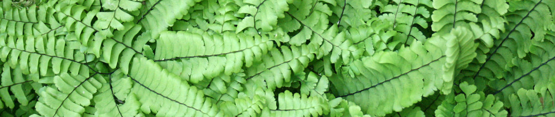 Plant Profile: Adiantum (Maidenhair Fern)