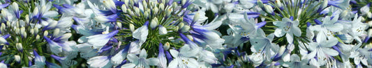 Agapanthus for Beginners: How to Grow Lily-of-the-Nile