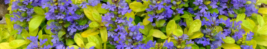 Must-have Shade Plants for North Carolina Gardens