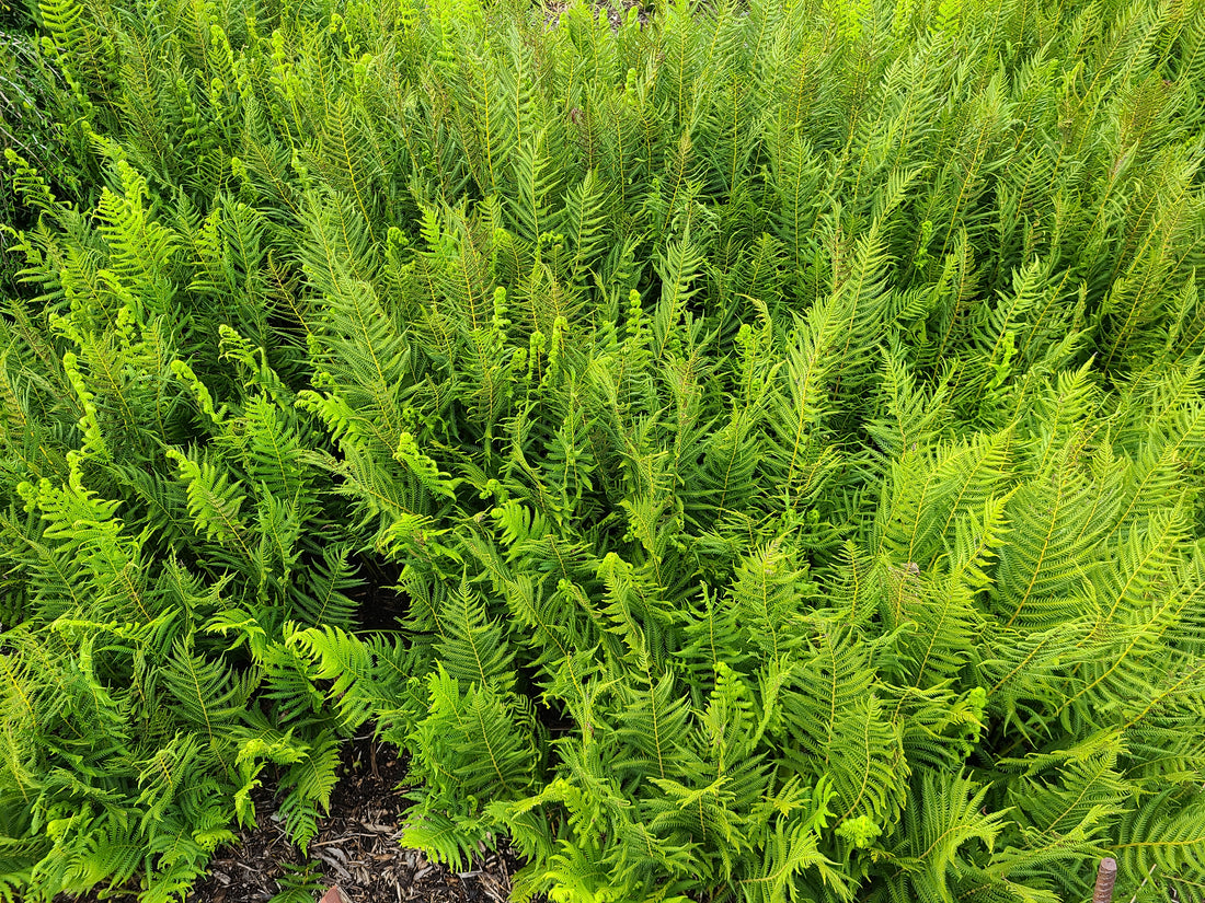 Plant Profile: Thelypteris (Maiden Ferns)