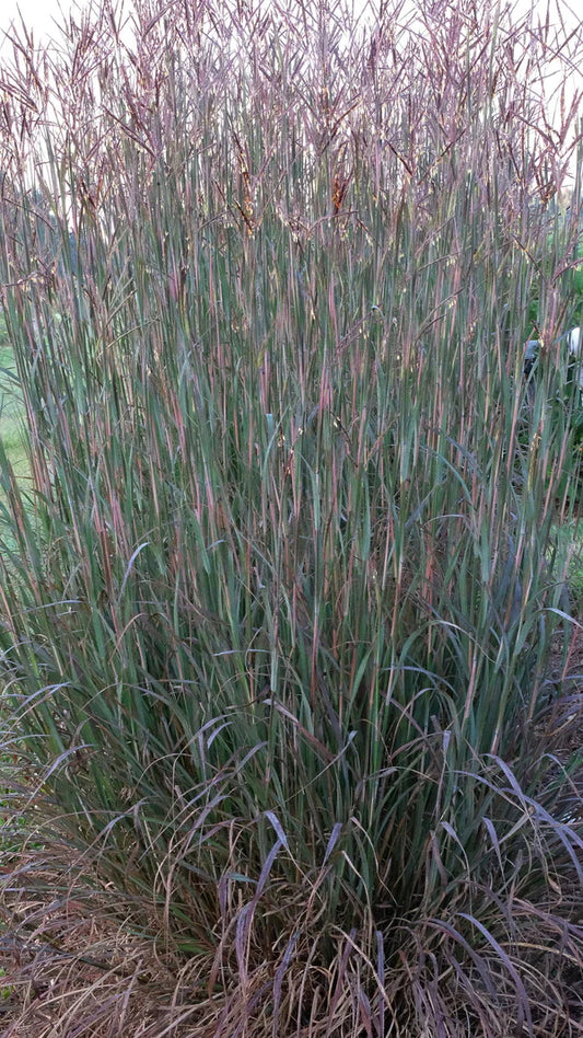 Ornamental Grasses for the Perennial Garden