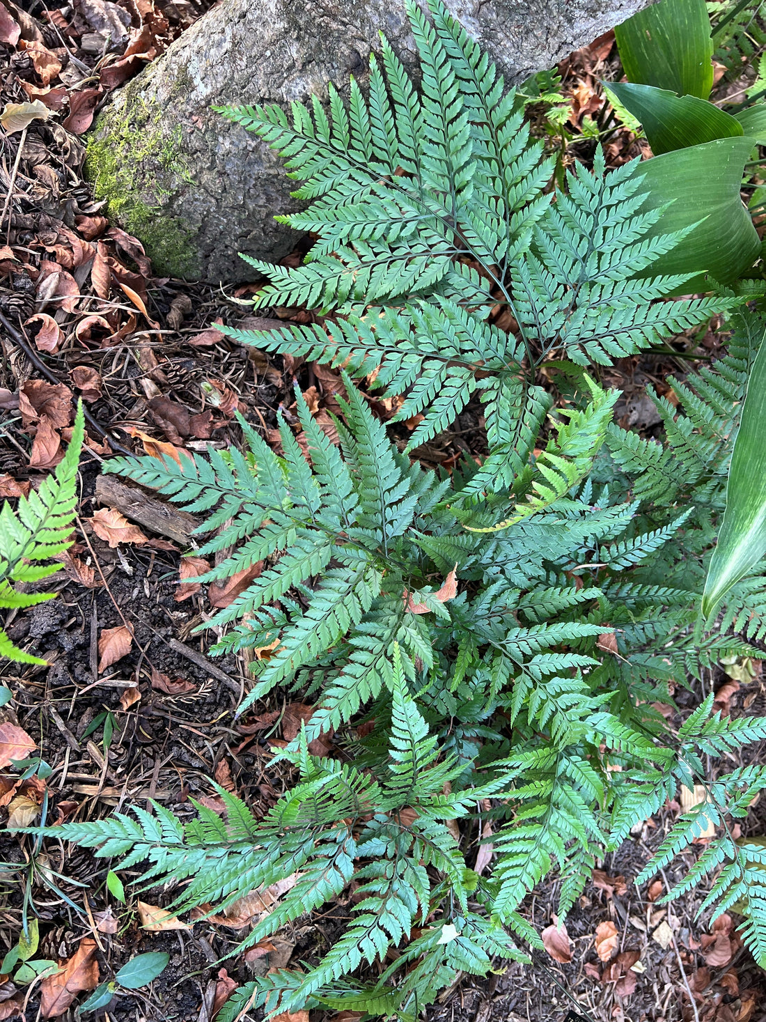 Plant Profile: Arachniodes (Spider Ferns, Bristle Ferns)