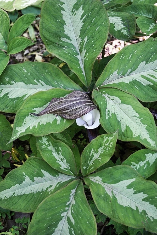Arisaema - Jack in the Pulpit and Cobra Lilies for the Shade Garden