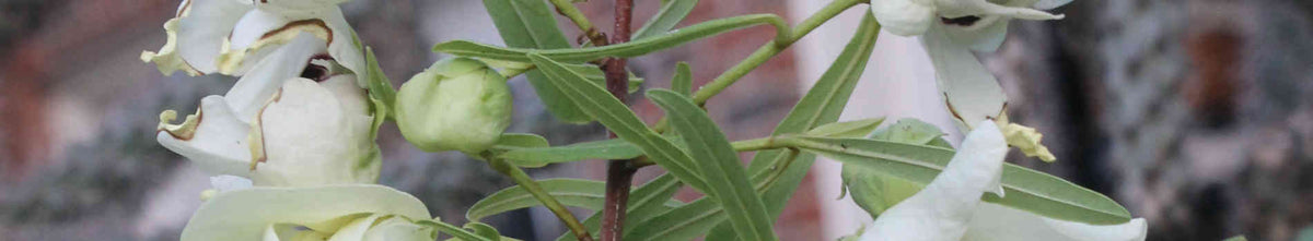 Jurassic Garden - Ancient Plants from the Age of Dinosaurs