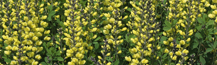 Baptisia - Revenge of the Redneck Lupines
