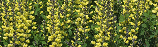 Baptisia - Revenge of the Redneck Lupines