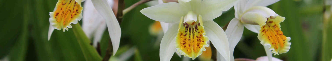 Gardening Unplugged - Hardy Orchids