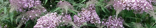 How To Grow and Care for Butterfly Bushes