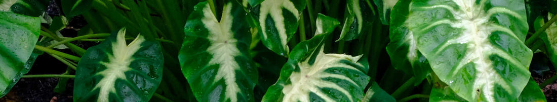 Cool Colocasias - Elephant Ears for the Garden