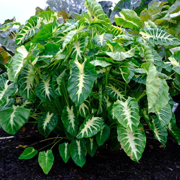 Need Plants for Shade? These Perennials Thrive in Low Light