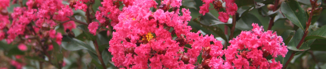 Crape Murder - Stop! - (Cut the Crap, not the Crape)