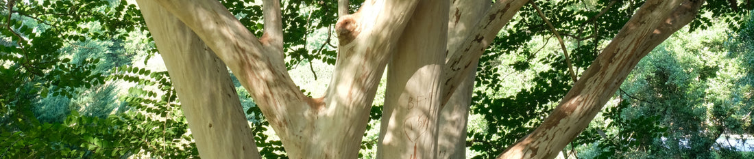 Crape Murder - The Unkind Cut