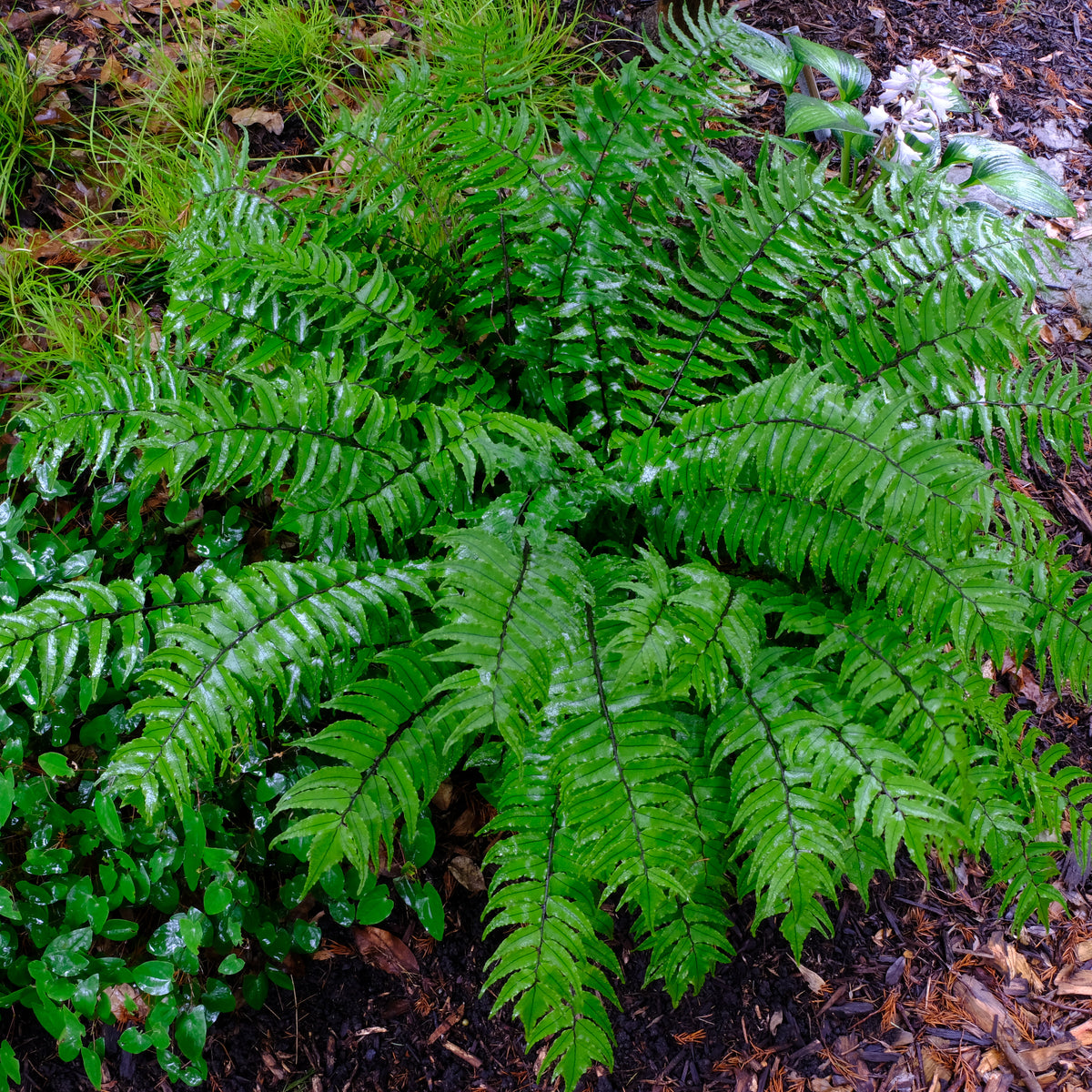 Plant Profile: Cyrtomium (Holly Ferns)