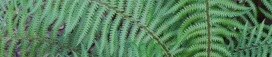 Plant Profile: Dryopteris - Wood Fern
