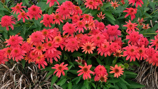 Add Color To Your Garden With Beautiful Perennial Flowers