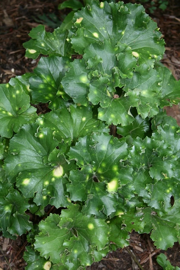 Variegated Perennial Plants for the Shade and Sun Garden