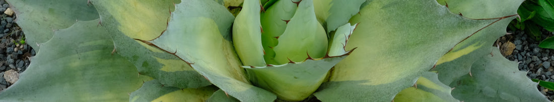 Gardening Unplugged - Growing Agave in the Southeast