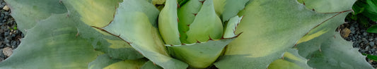 Gardening Unplugged - Growing Agave in the Southeast
