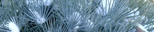 Hardy Palms - Cold Weather Survival Report