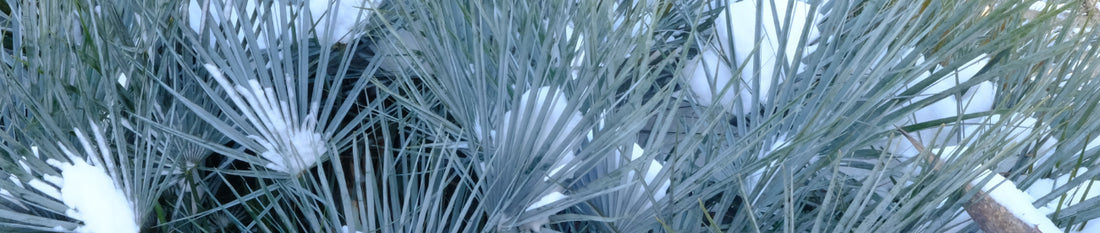 Hardy Palms - Cold Weather Survival Report