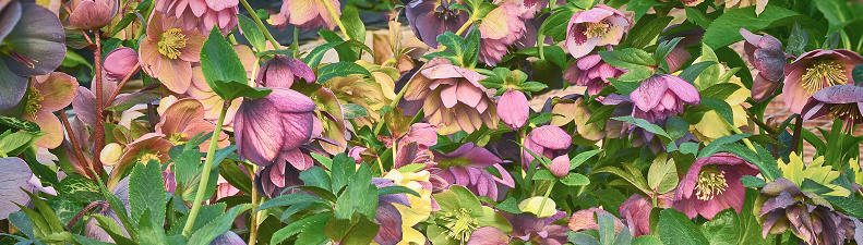 Hellebores - A Rose is a Rose except when it's a Lenten Rose