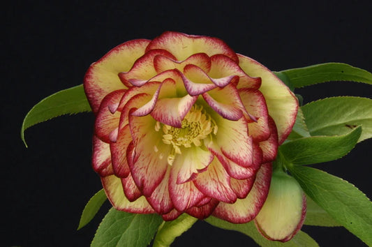 Hellebores - Great Perennial Plants for the Woodland Garden