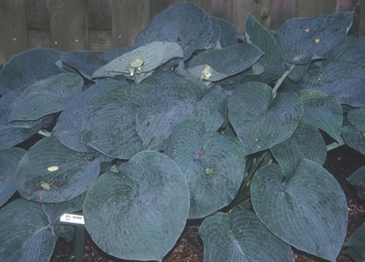 Fill in the Shaded Areas of Your Garden With Hostas