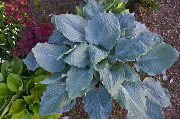 Hosta Breeding Program at Plant Delights Nursery