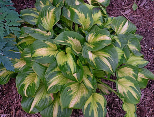 Hosta Plants and Other Perennials