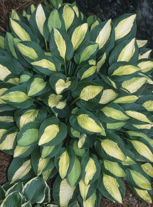 Hostas Contribute to a Delightful Atmosphere