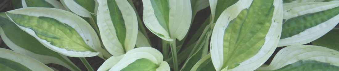 Hosta Myths - Tony's Top Ten