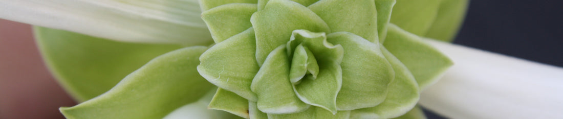 Hostas - The Fragrant Kind