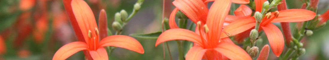 Hummingbirds in the Garden