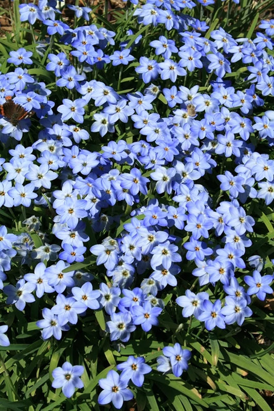 Plant a Wide Variety of Perennial Flowers