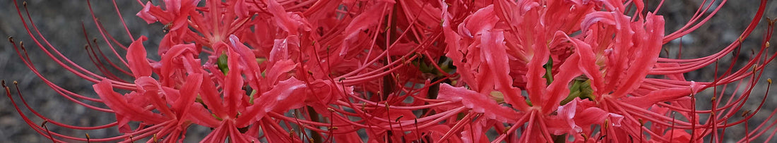 All You Need To Know About Lycoris