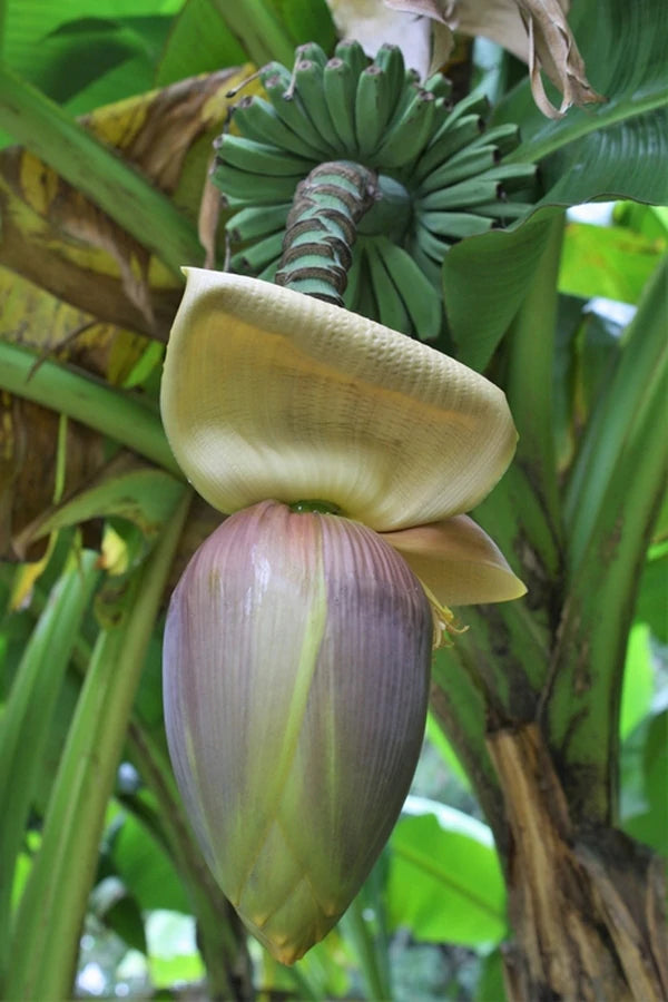Musa - Banana Tree