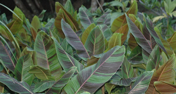 Hardy Banana Tree Plants Give Your Garden a Tropical Touch