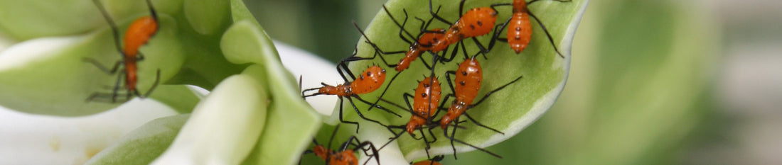 Neonics in the Nursery