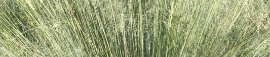 Gardening Unplugged - Ornamental Grasses