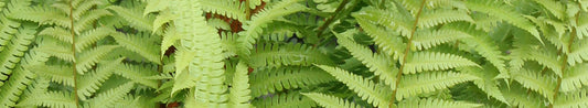 Big Bold Ferns for the Garden