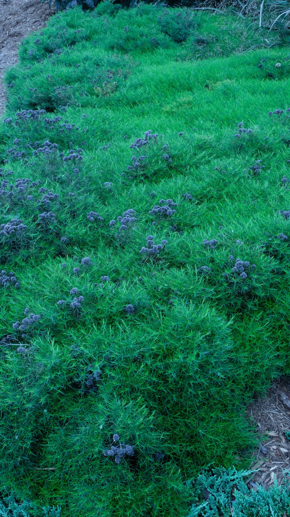 Plant Profile: Mountain Mints (Pycnanthemum)