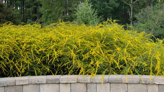 Solidago are Great Full Sun Flowers for the Summer Garden